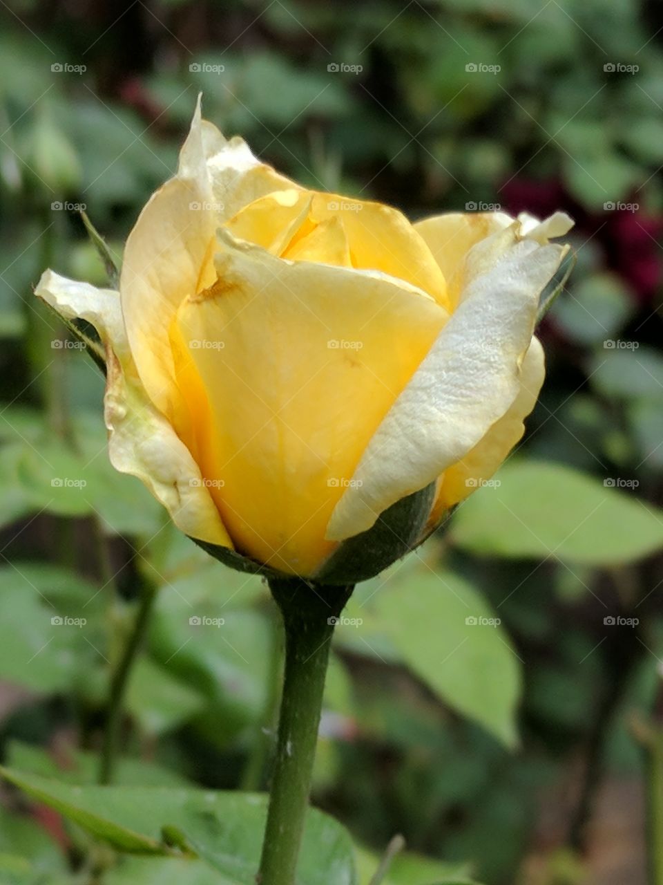 lovely blooming yellow rose