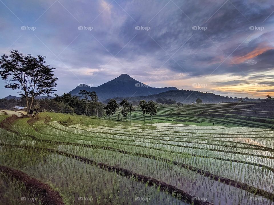 rice fields