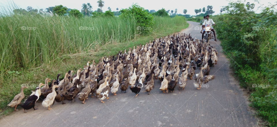 duck is waking and no duck man