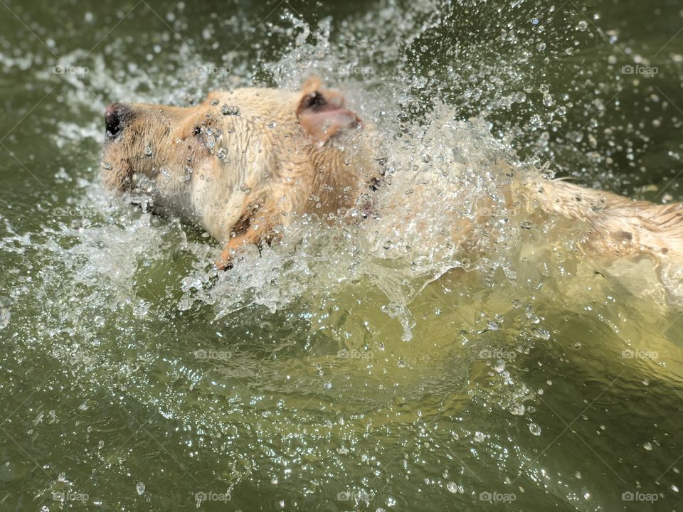Happy dog in water