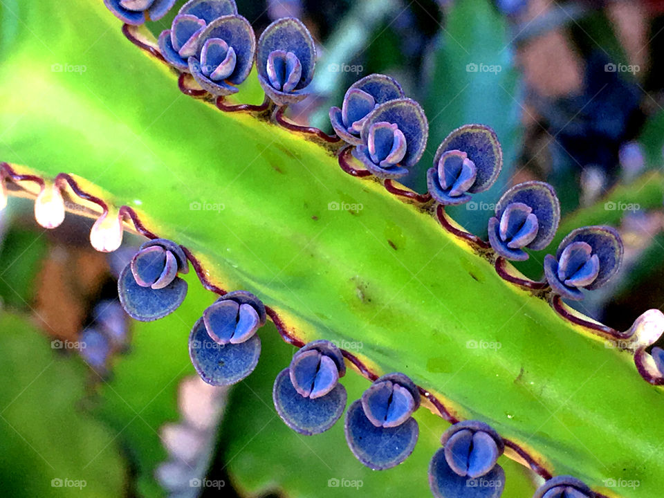 Succulents in springtime indigo blue  flower
