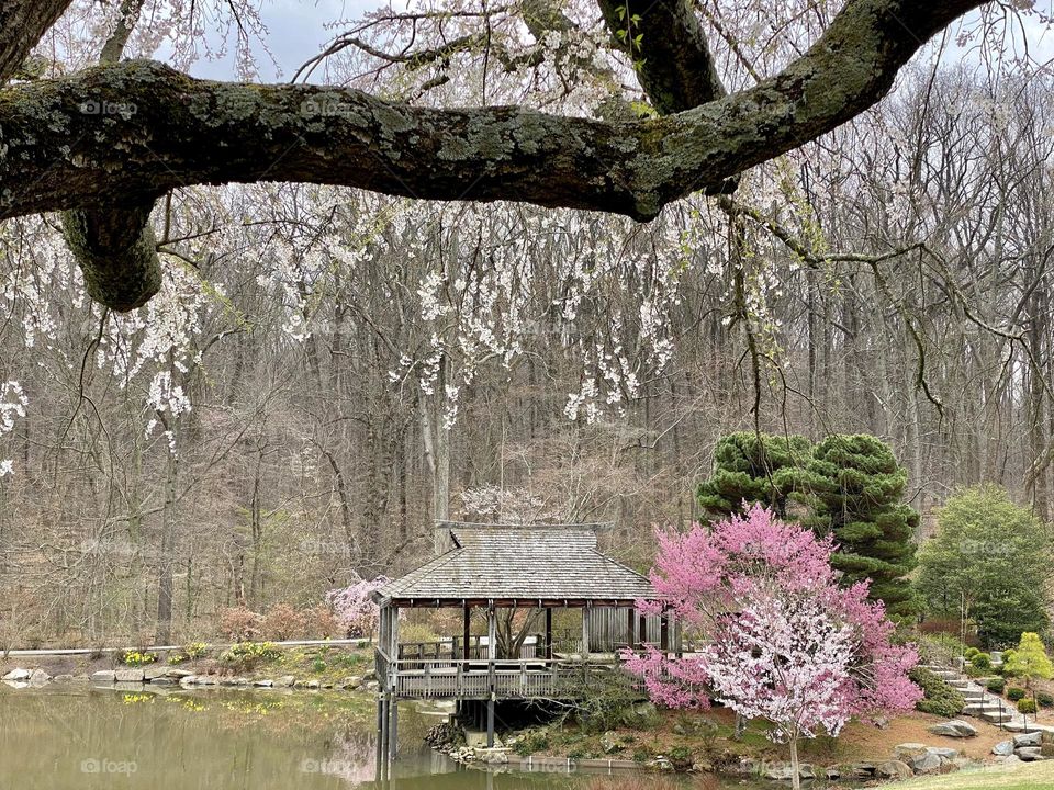 Blossoms, a pond, and a gazebo in a local park