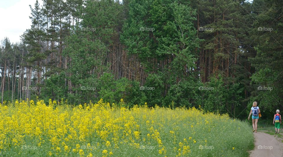 Wood, Outdoors, Landscape, Nature, Summer