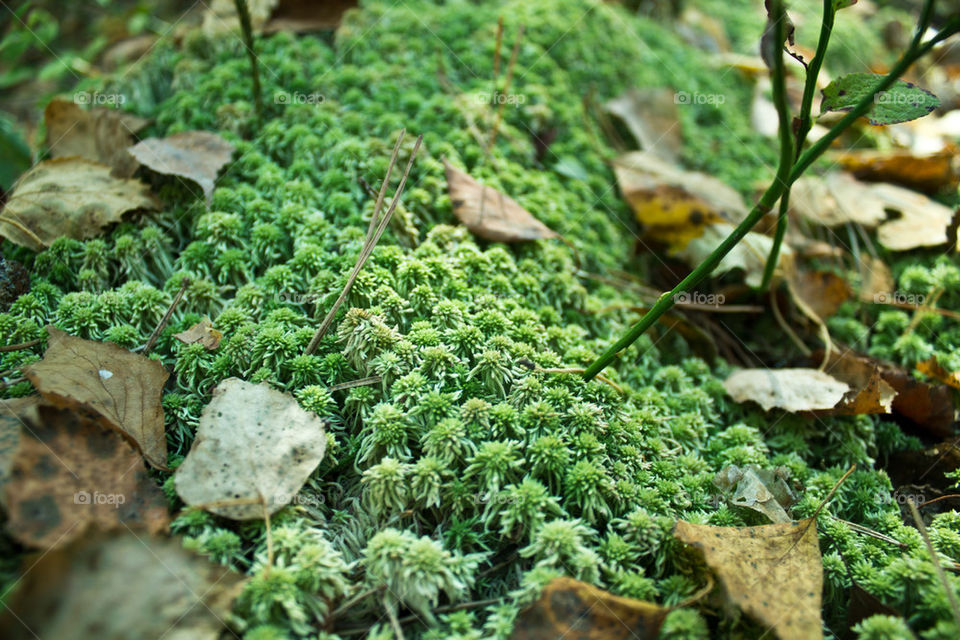 moss