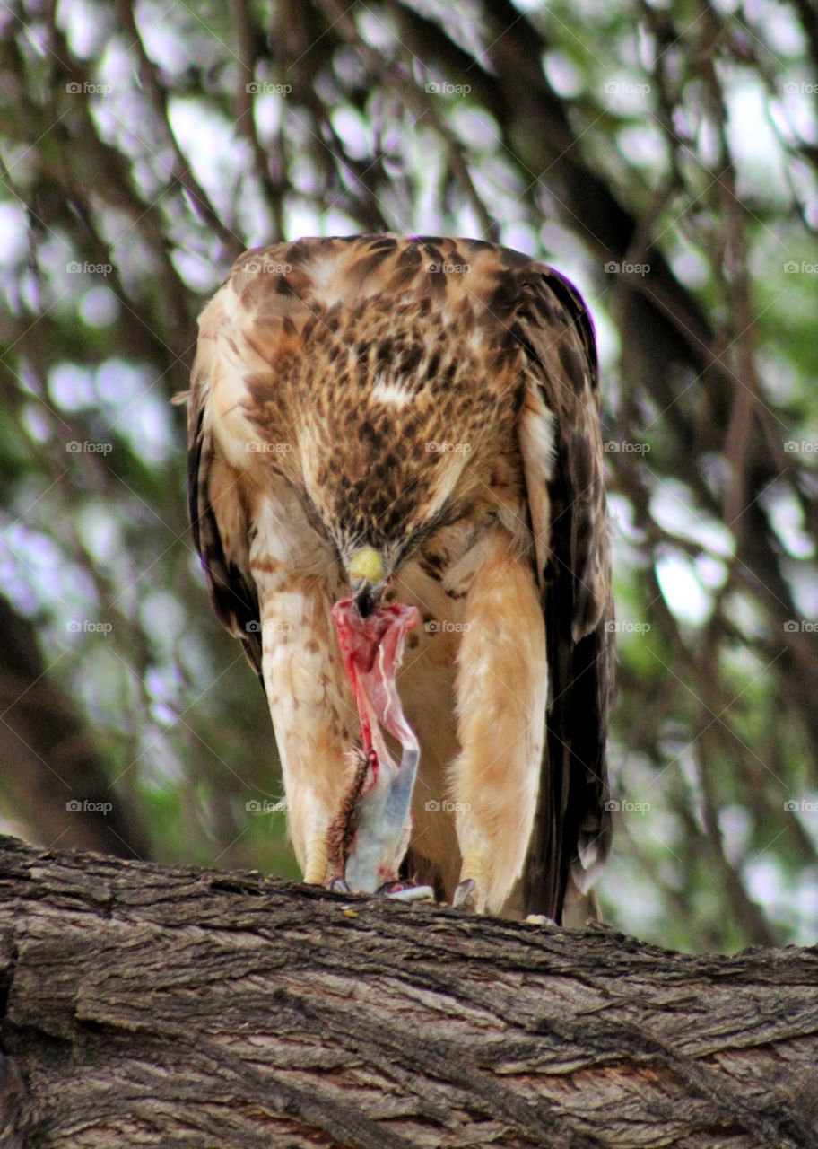 red tailed hawk and meal