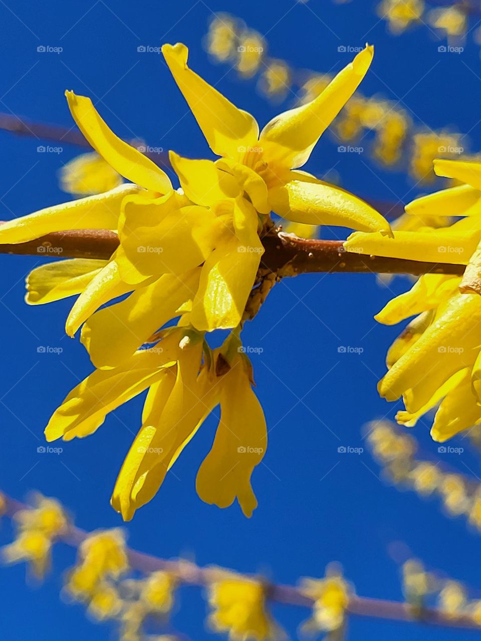 forsythia