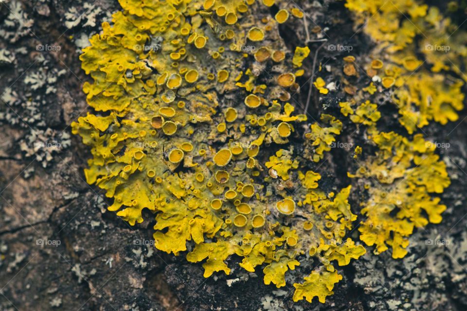 a tree covered in yellow mold, found in a wood near Bucharest