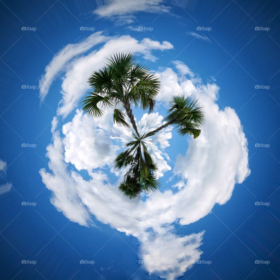 Palms