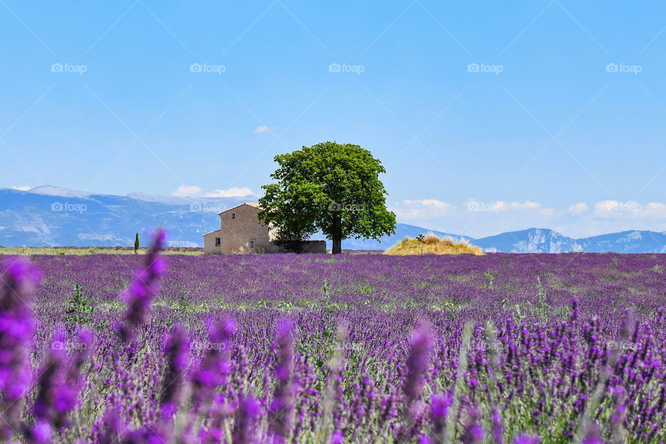 Beautiful alone tree in the middle of a blooming lavender field in Provence, France
