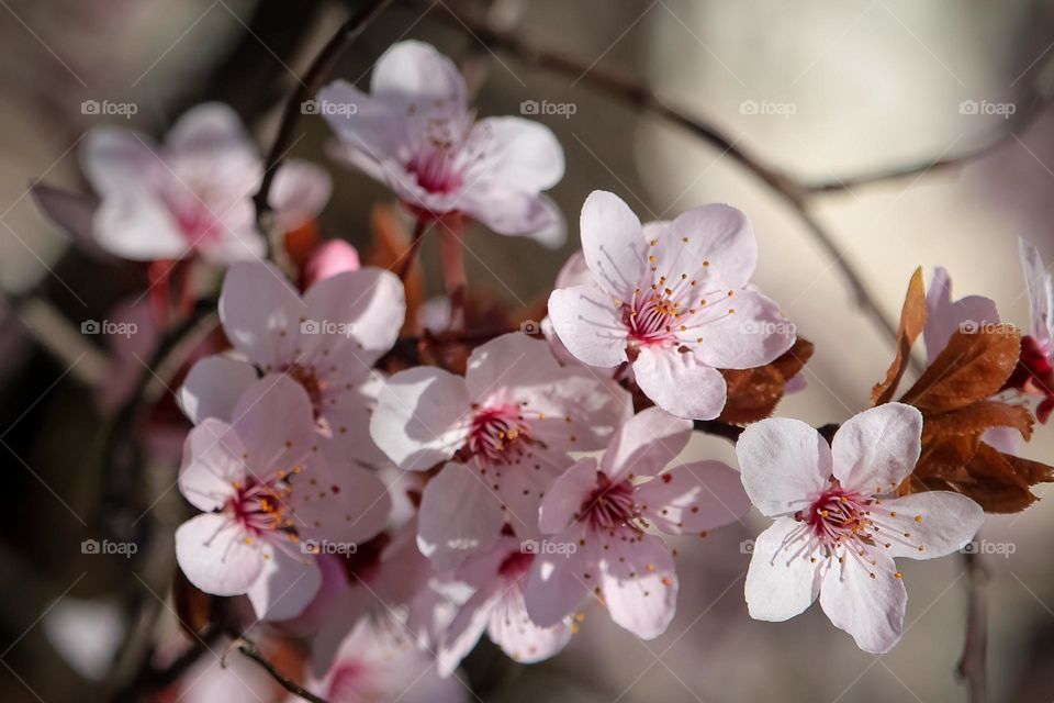 Pink spring flowers