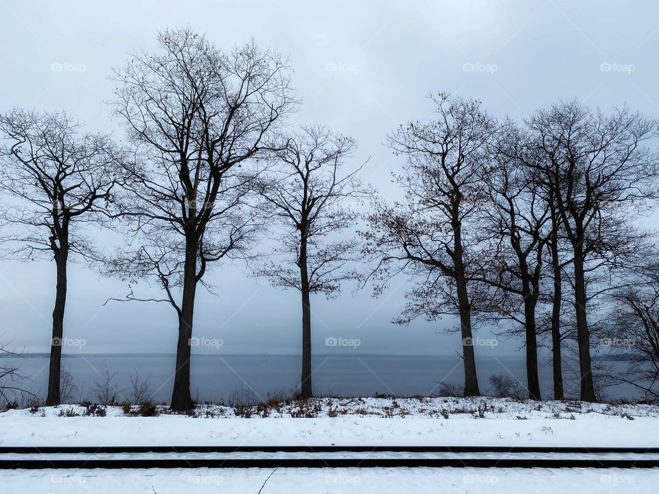 Bare trees and railroad tracks in a winter landscape 