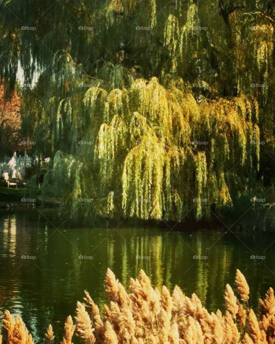 Weeping Willow Pond