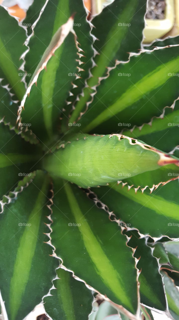 agave