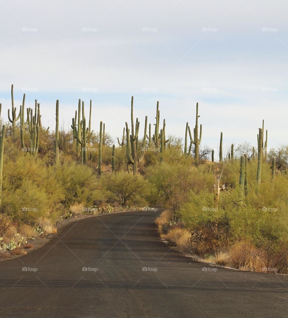 Arizona cacti