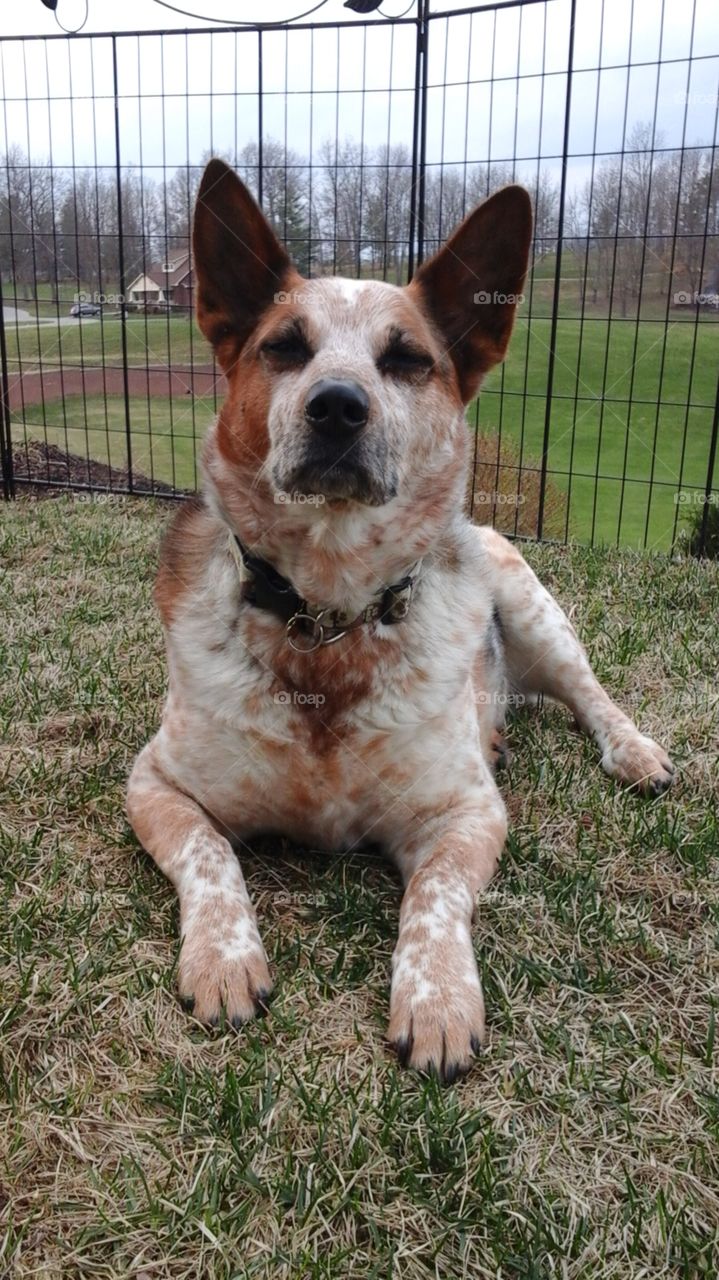 Sasha. outside relaxing on a beautiful day