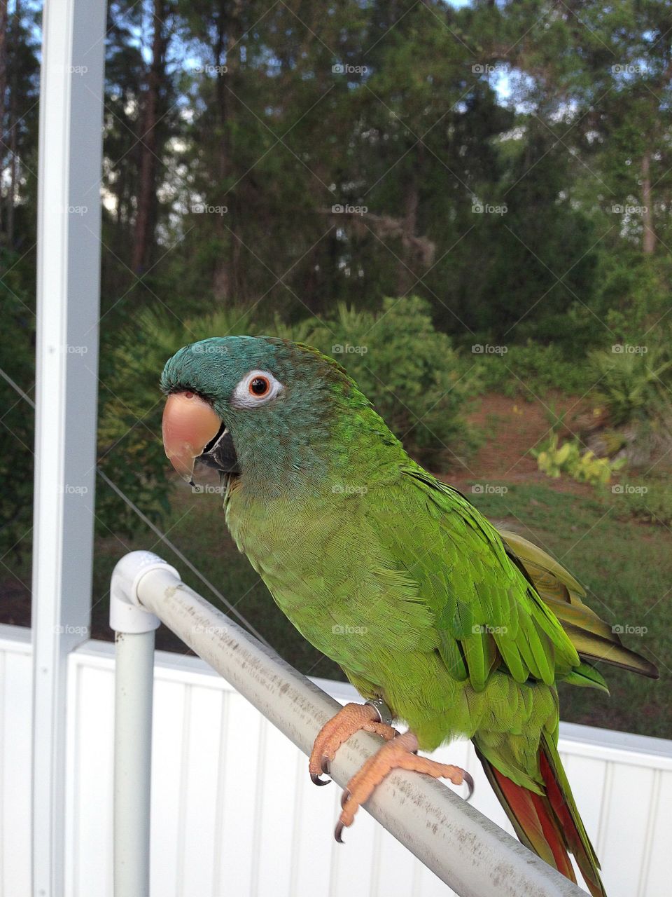 Little Molly the Blue Crown Conure enjoying her solarium.