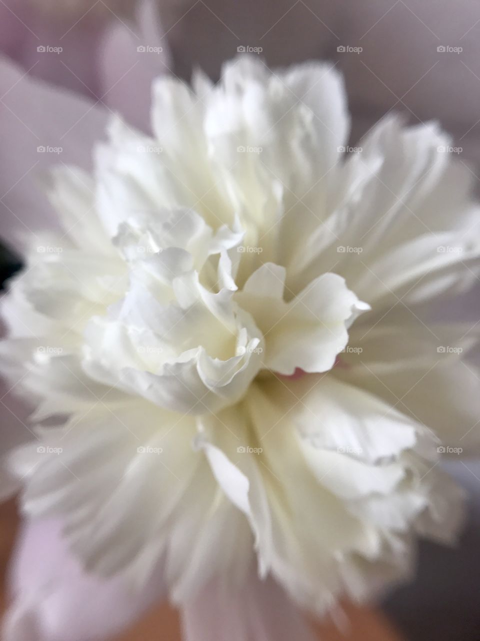 White peony 