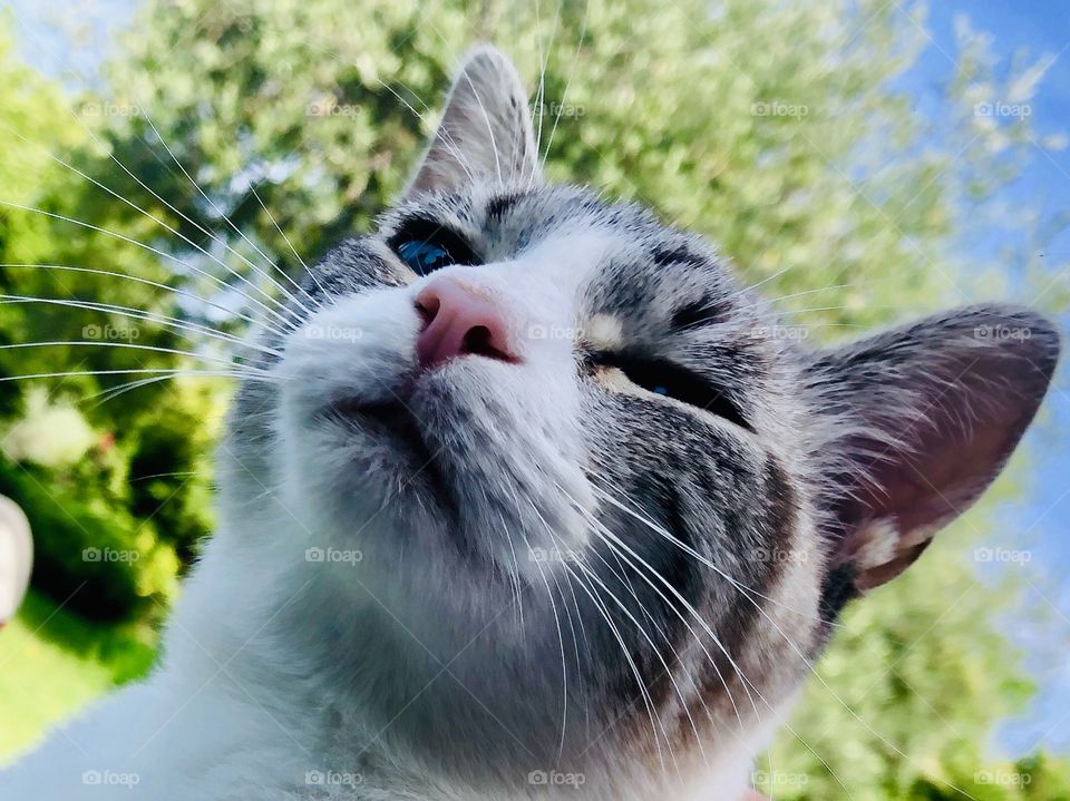 Cat Neve posing in the garden