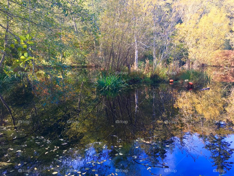 Autumn at Bloedel Reserve
