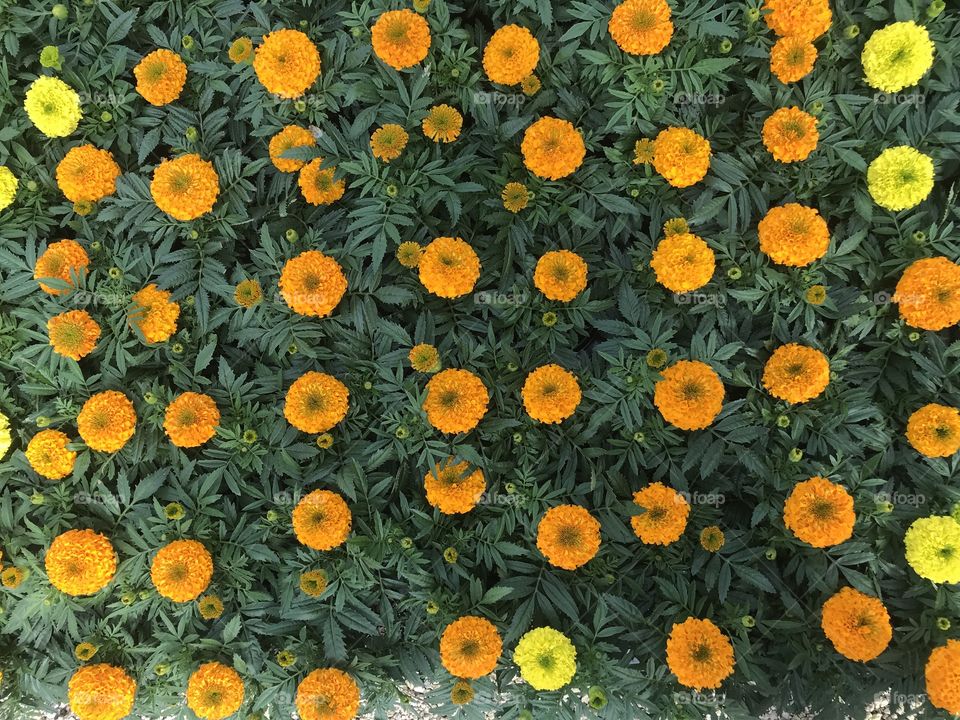 Marigolds at the Nursery