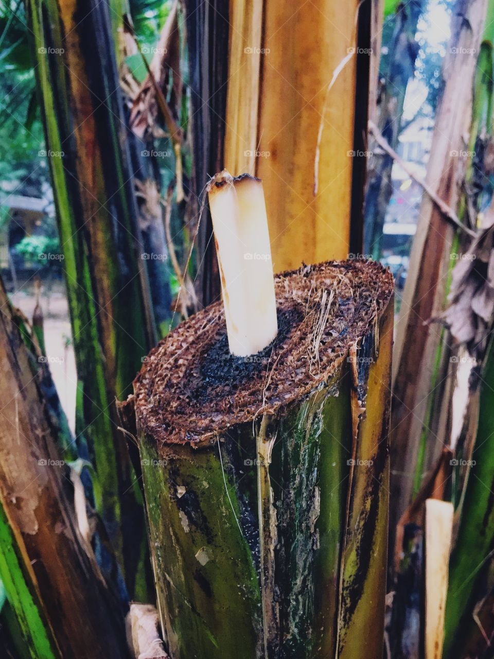 Banana stem