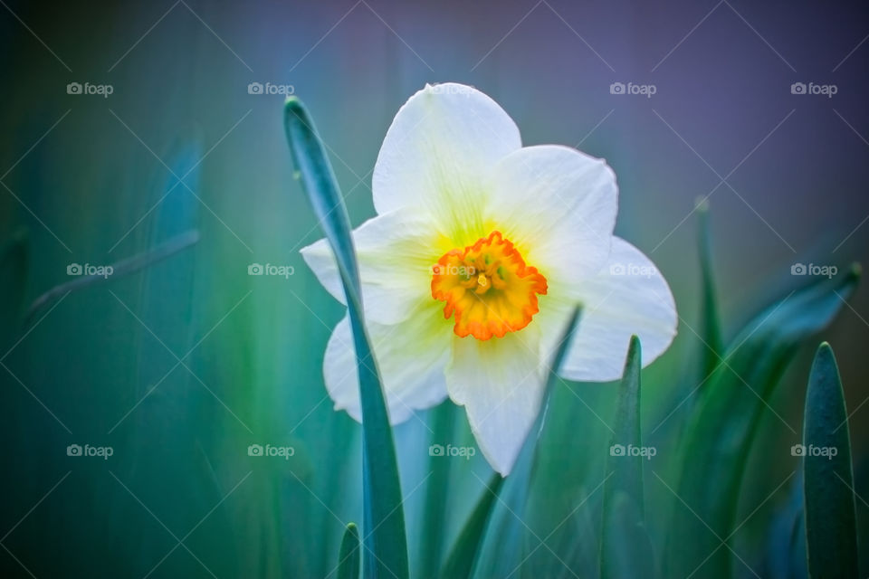 Narcissus 