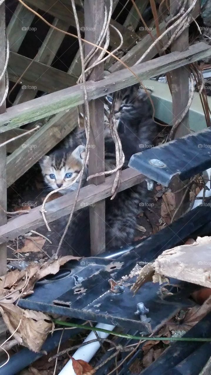 Found them at my yard. 4kittens