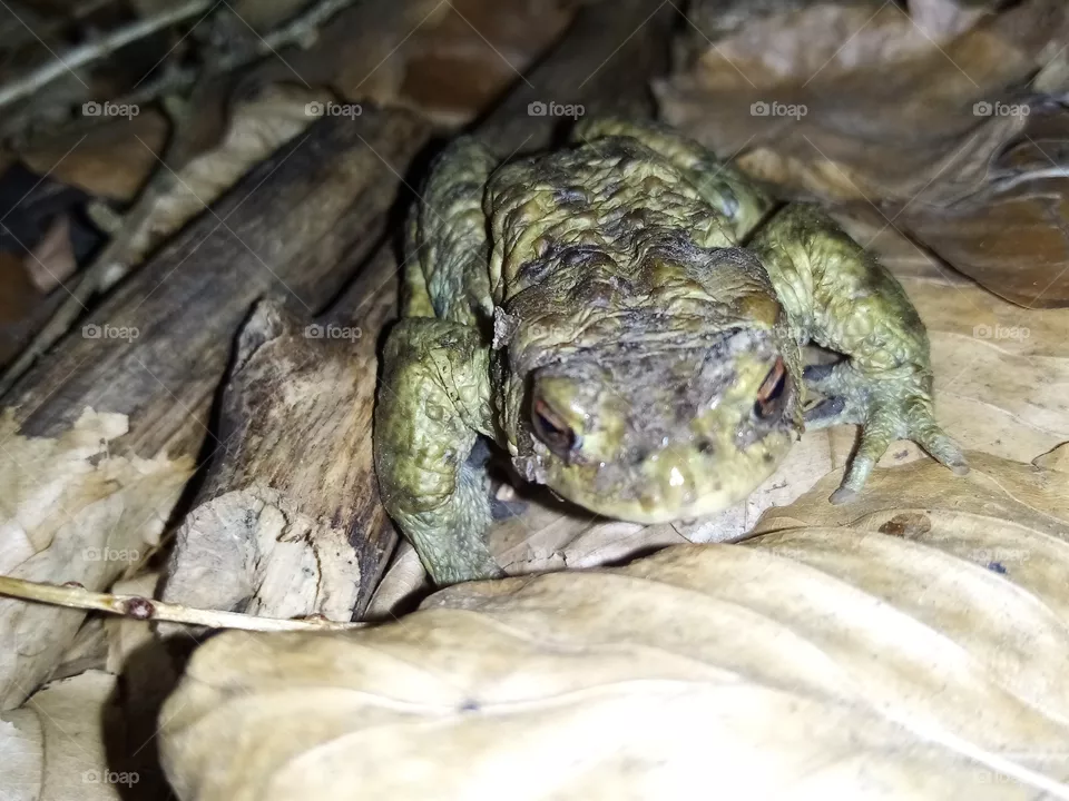 Frosch