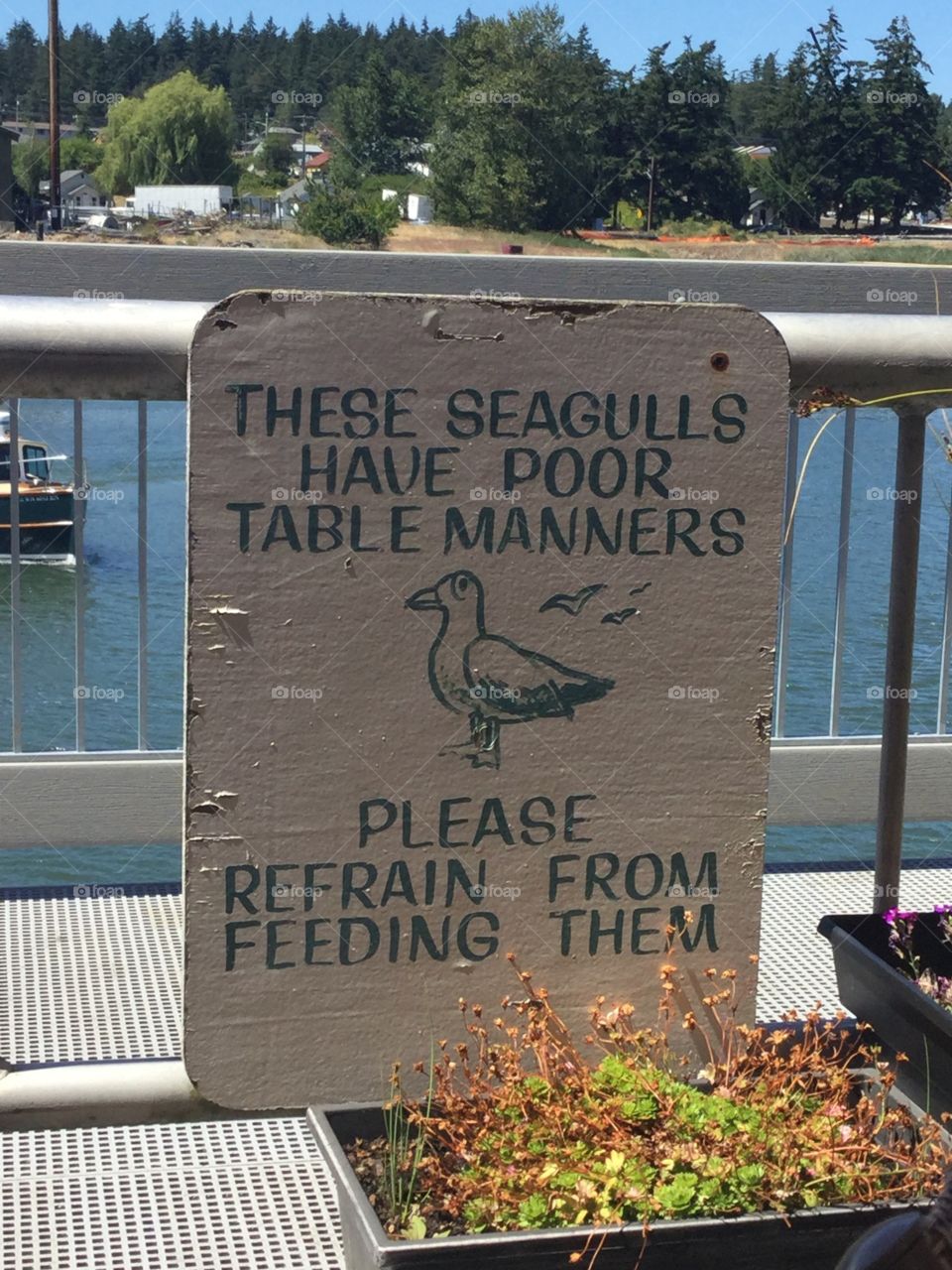Warning sign not to feed seagulls 