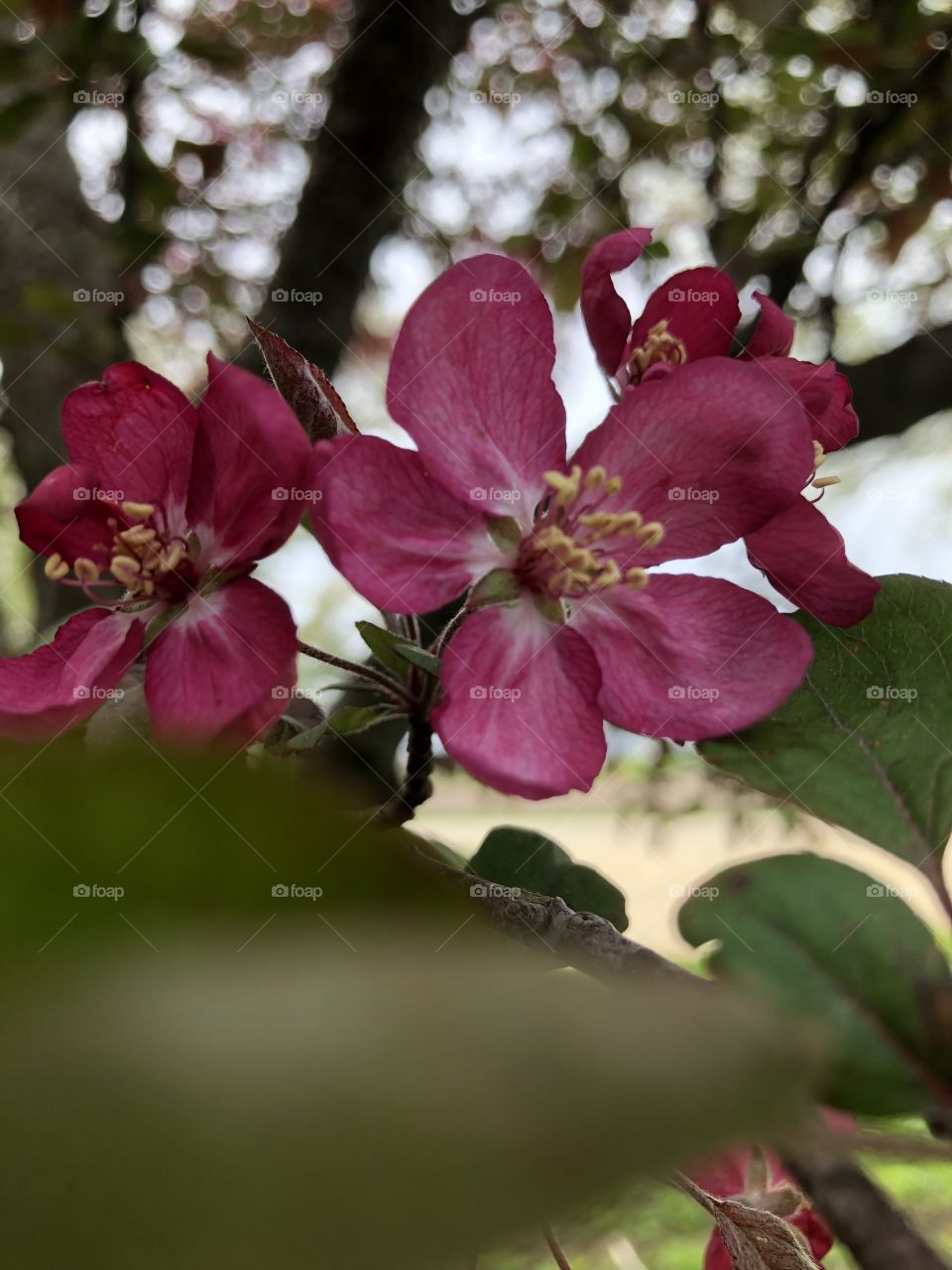 Crab apple blossom 