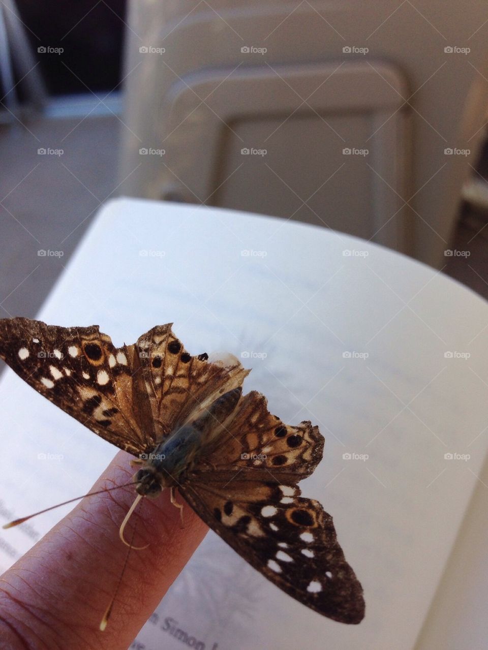 Butterfly on finger