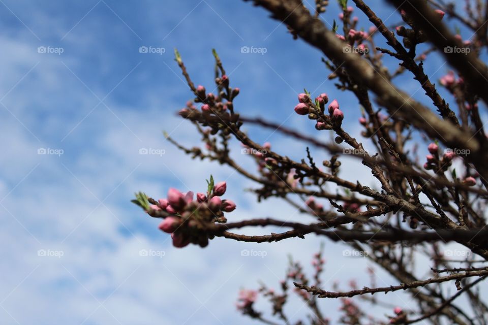 Cherry blossoms 🍒 