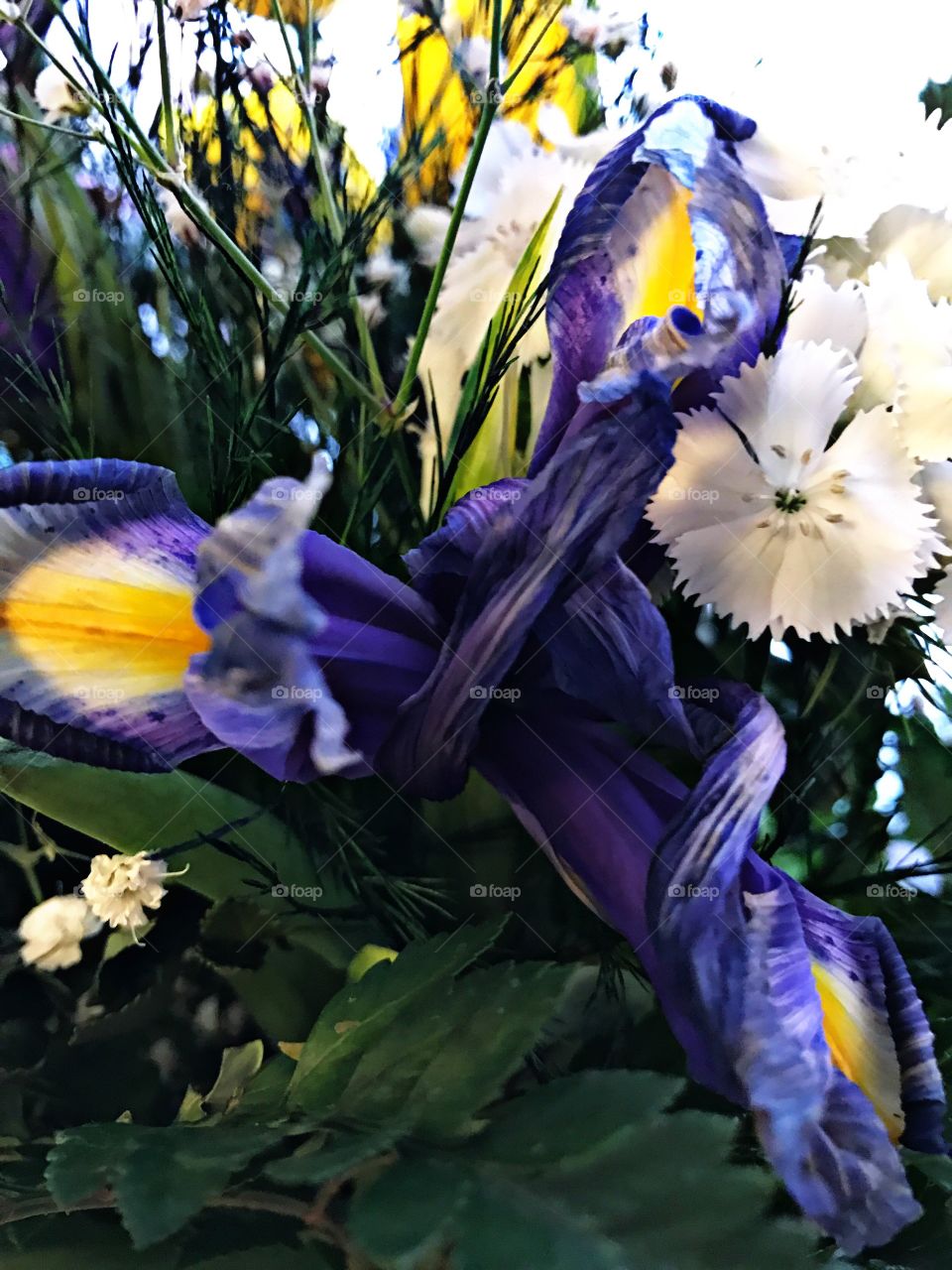 Closeup of purple iris flower