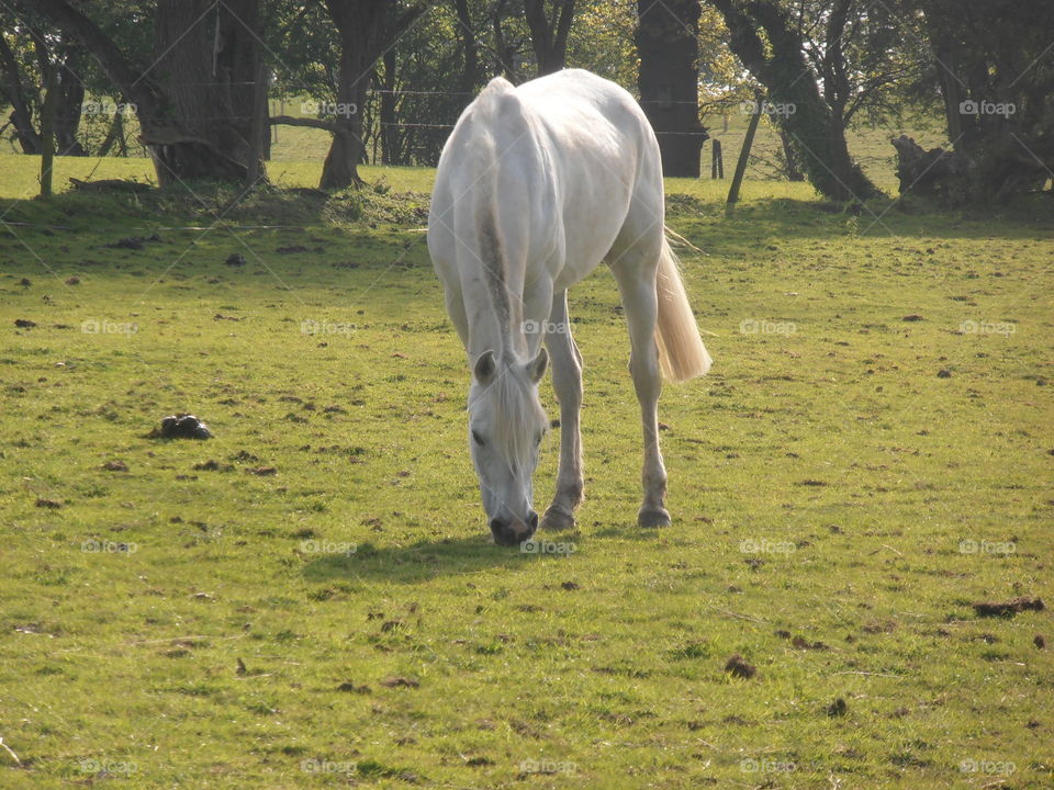 White Horse Eating Grass