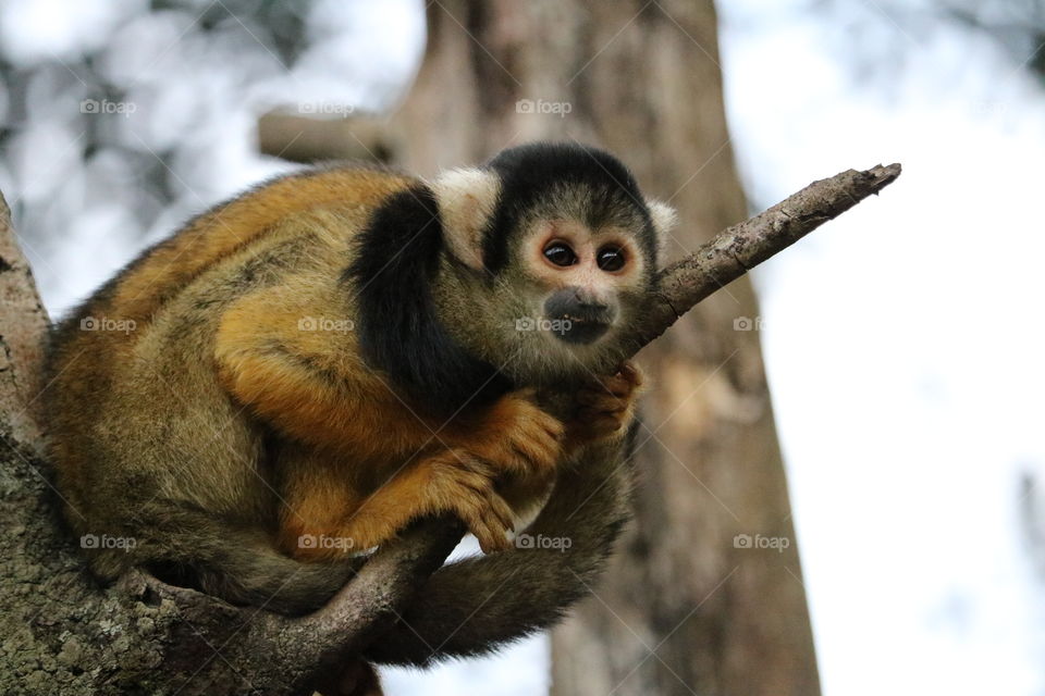 Squirrel Monkey 