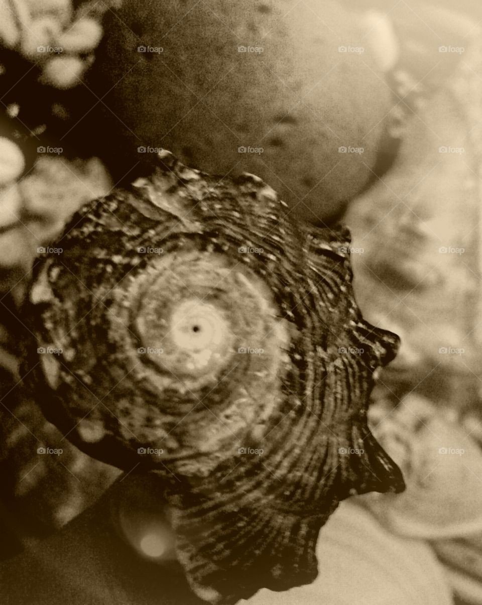 monochrome sea shell