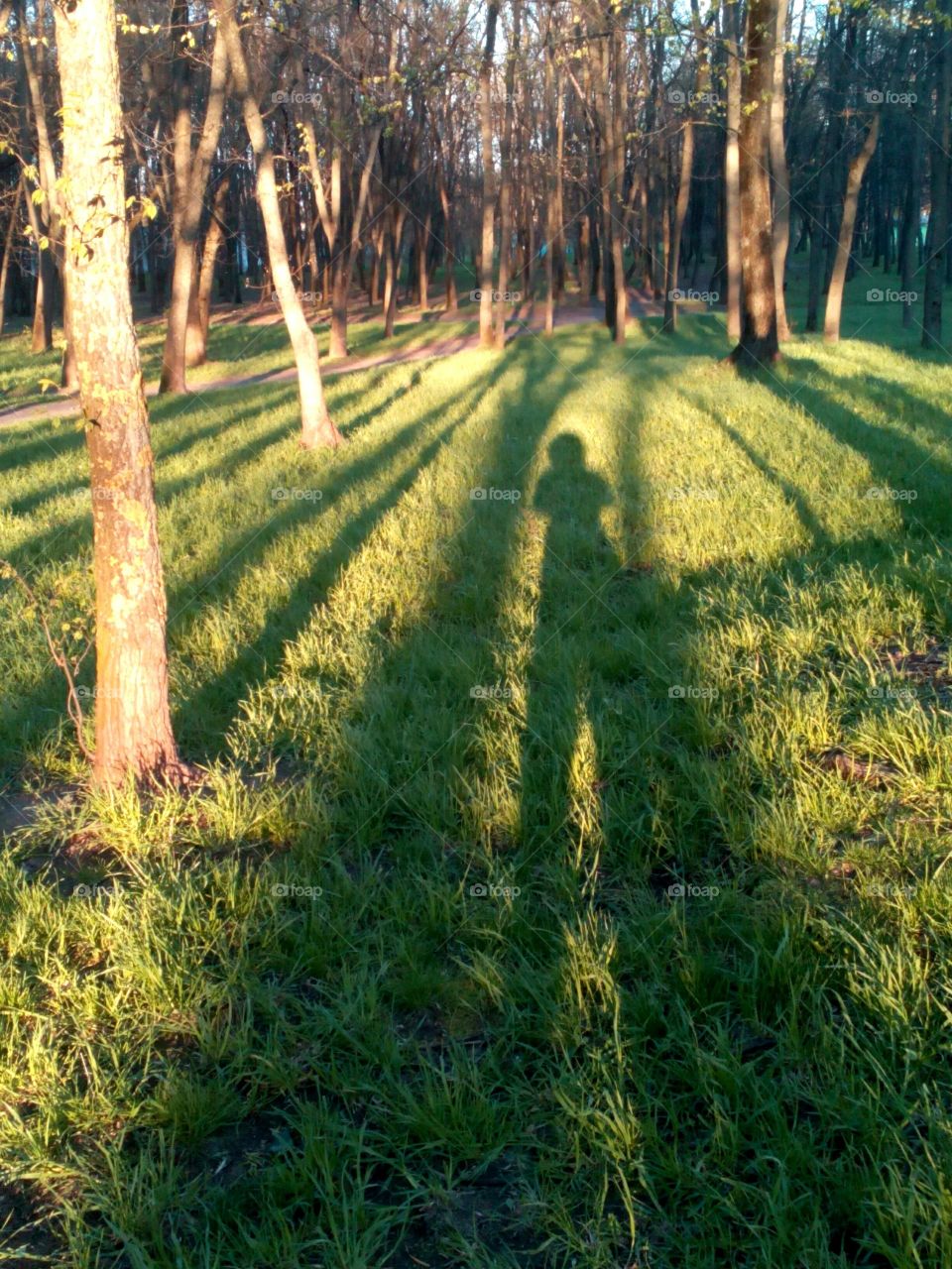 people shadows on a green grass park