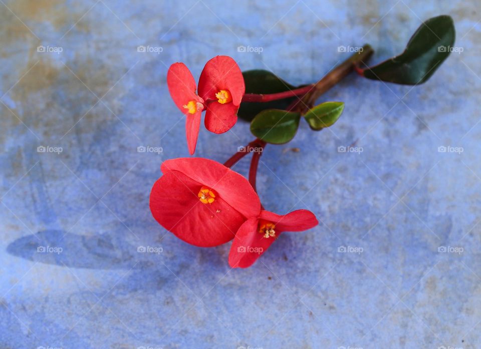 Close up of ornamental red flower Euphoria milii or Christ thorn on the blue background