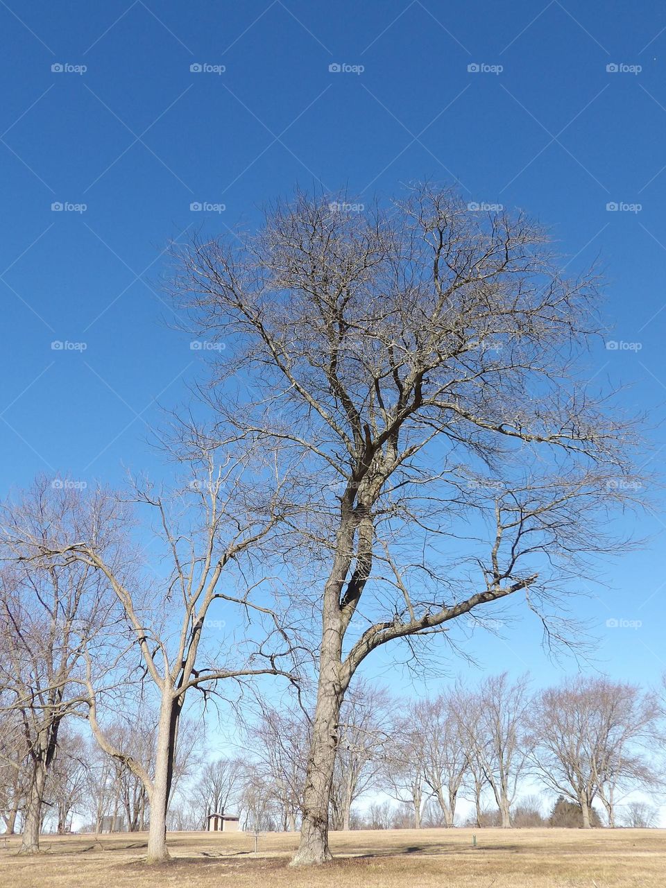 Large Wintertime Tree