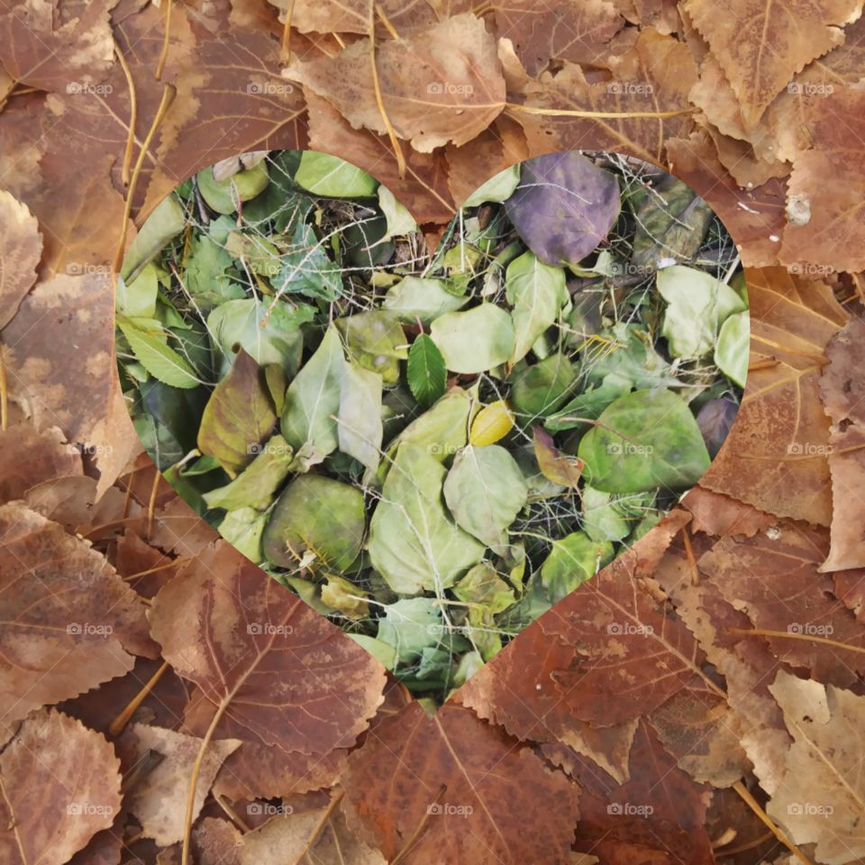 Two pictures of leaves put together without a border