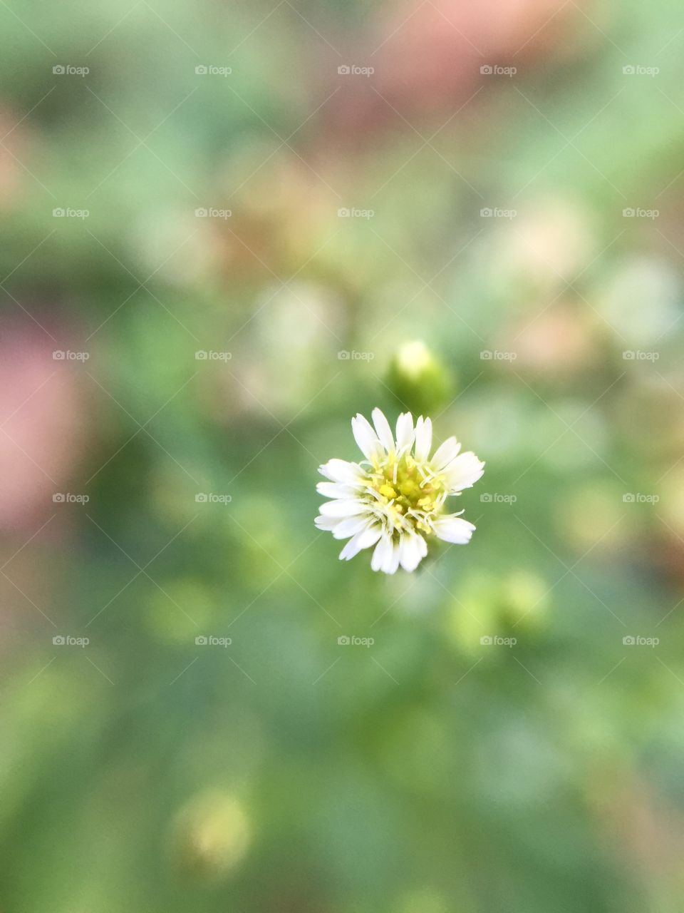 Macro white flower