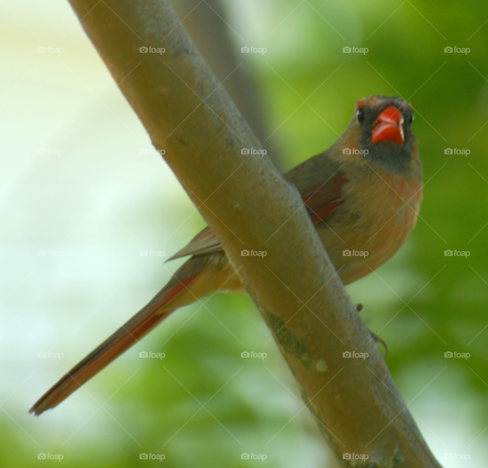 animal red bird female by lightanddrawing