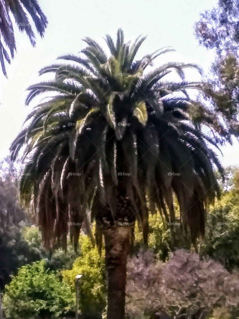 Small Palm Tree Among Other Trees