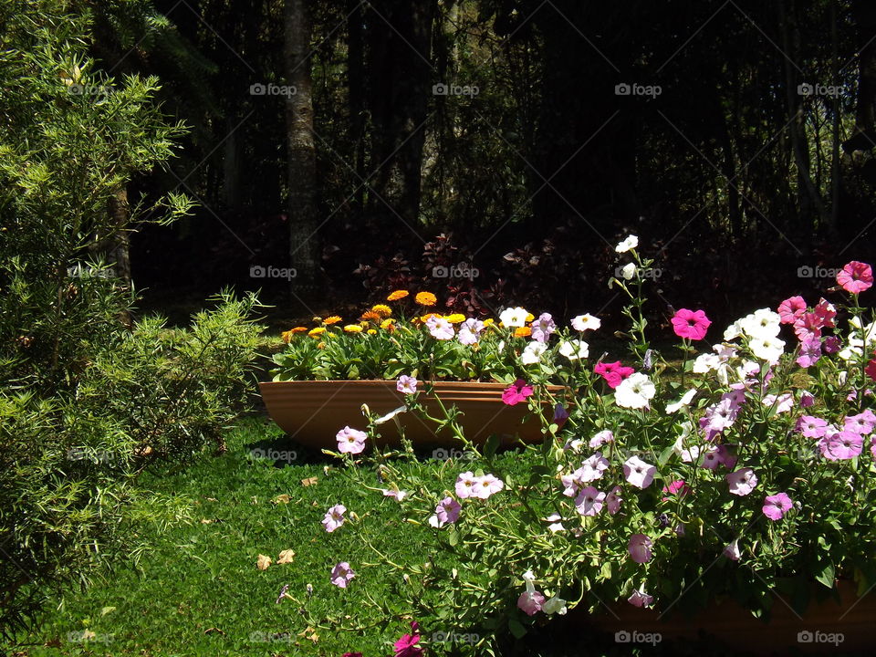 Calendula officinalis, known as marigold or daisy gathered in one by the bowl.