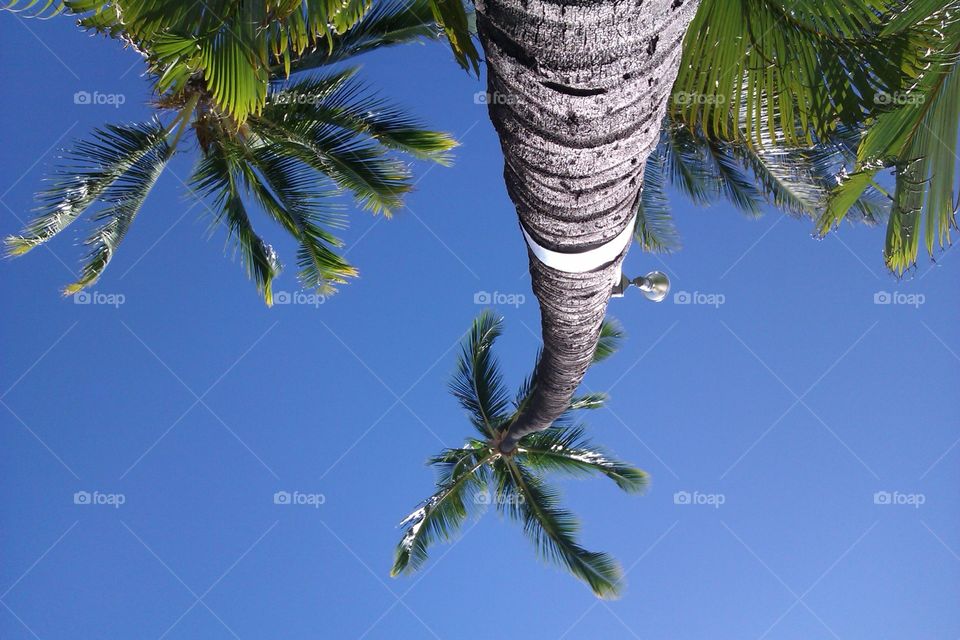 Looking Up. Palm trees in Oahu, Hawaii. Waikiki beach. 