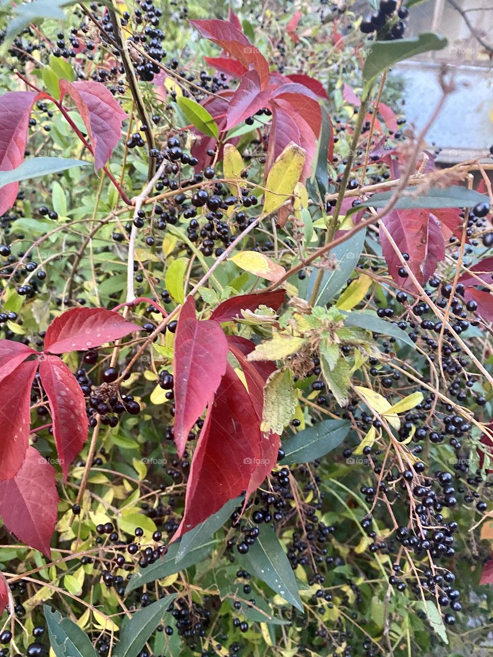 #wolfberries #bush
#autumn #leaves
#bloom #