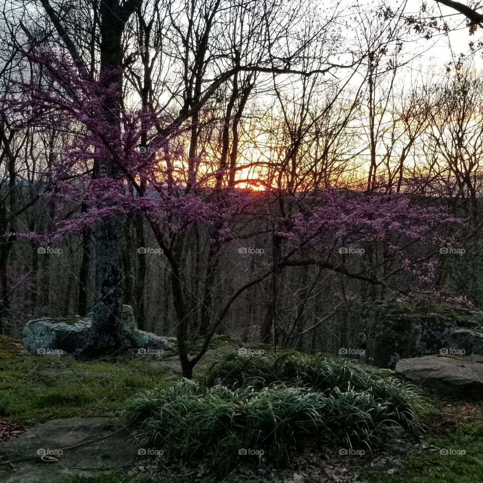 Redbud with sunset