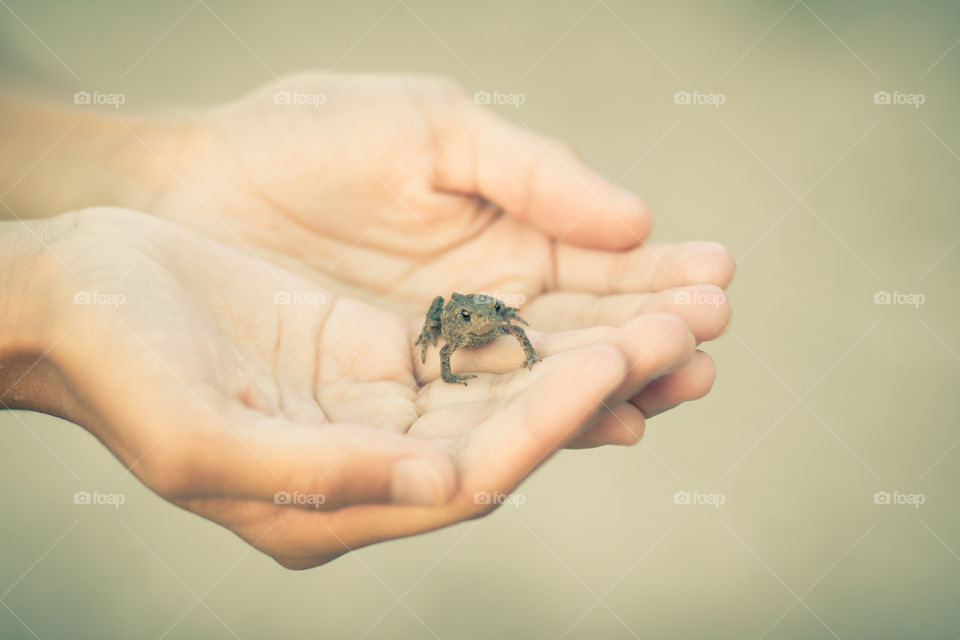 Frog in hands