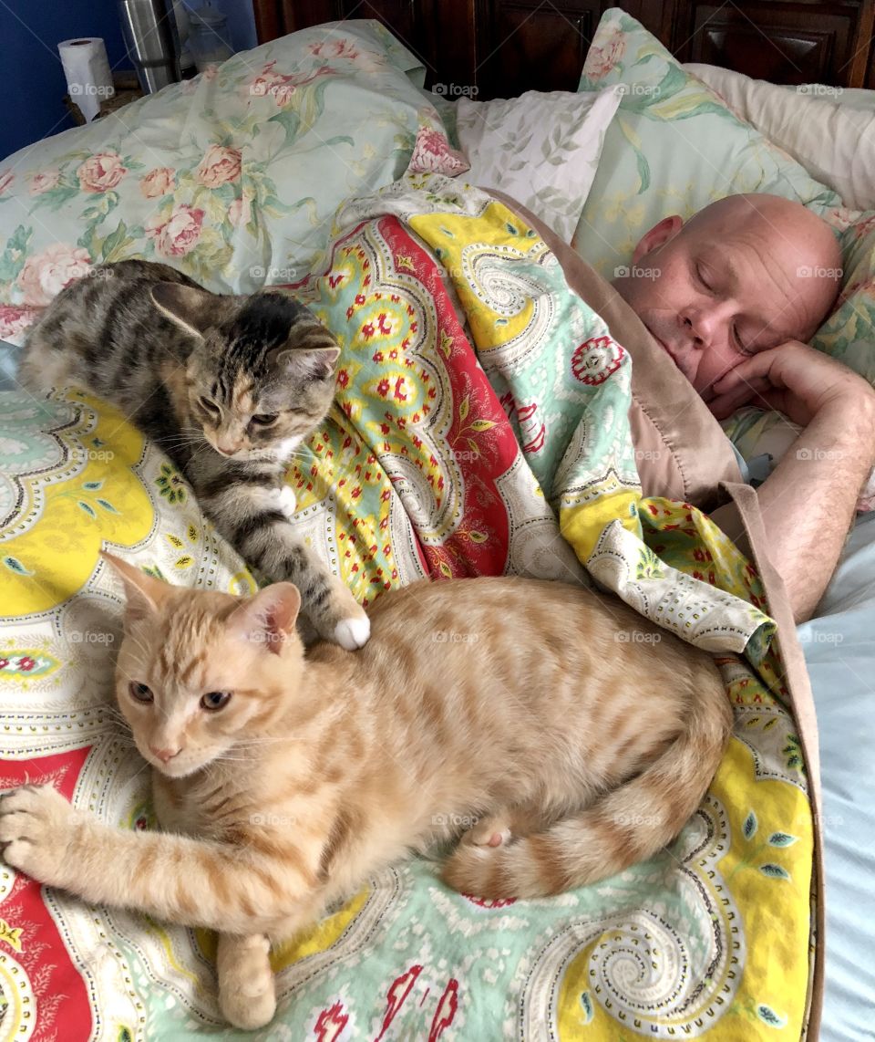 Two kittens snuggling and sleeping with bald man in bed with colorful covers