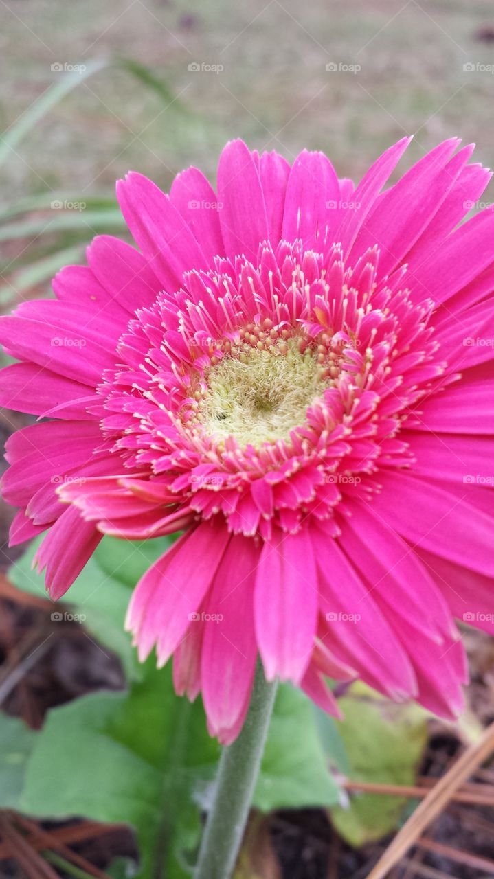 Hot Pink Gerbera Daisy. This beauty popped up in my flower bed and was gorgeous!